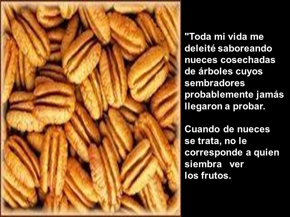 Toda mi vida me deleité saboreando nueces cosechadas de árboles cuyos