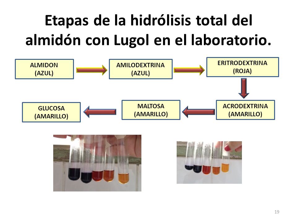 Etapas de la hidrólisis total del almidón con Lugol en el laboratorio.