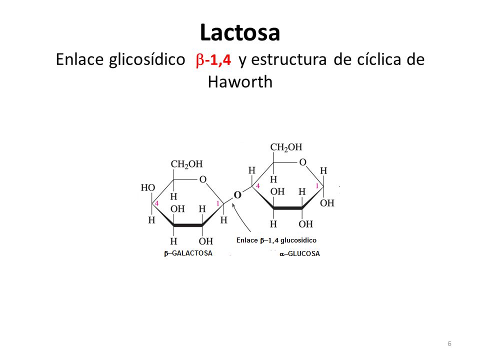 Lactosa Enlace glicosídico -1,4 y estructura de cíclica de Haworth