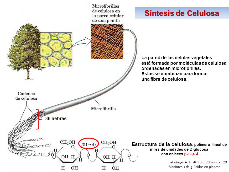 Síntesis de Celulosa Estructura de la celulosa: polímero lineal de