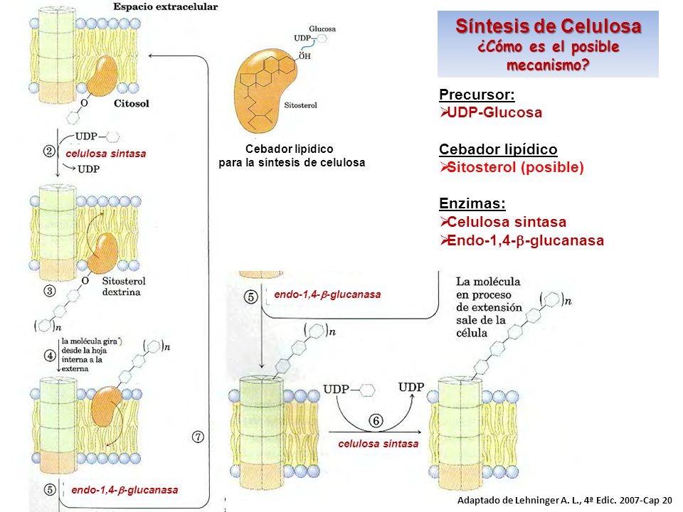 ¿Cómo es el posible mecanismo para la síntesis de celulosa