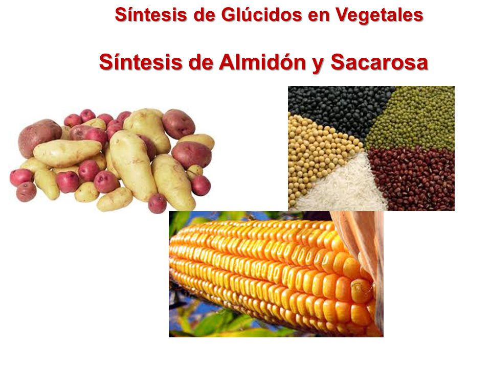 Síntesis de Glúcidos en Vegetales Síntesis de Almidón y Sacarosa