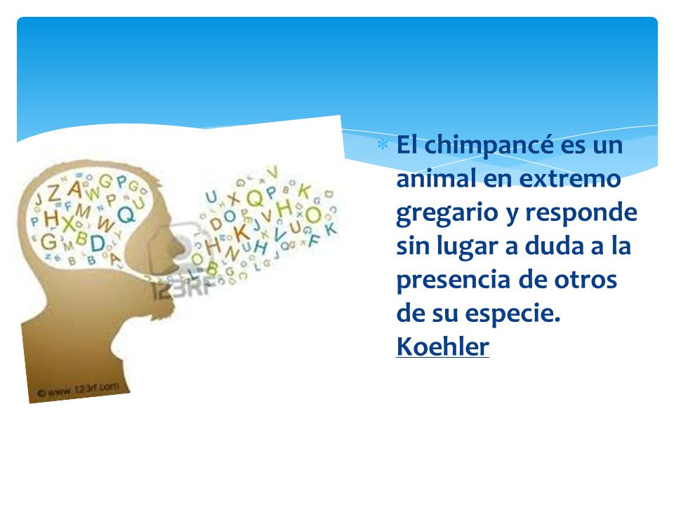El chimpancé es un animal en extremo gregario y responde sin lugar a duda a la presencia de otros de su especie.