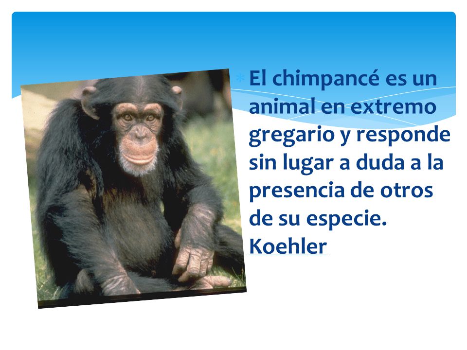 El chimpancé es un animal en extremo gregario y responde sin lugar a duda a la presencia de otros de su especie.
