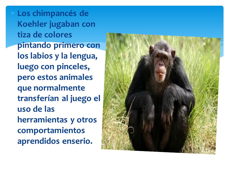 Los chimpancés de Koehler jugaban con tiza de colores pintando primero con los labios y la lengua, luego con pinceles, pero estos animales que normalmente transferían al juego el uso de las herramientas y otros comportamientos aprendidos enserio.