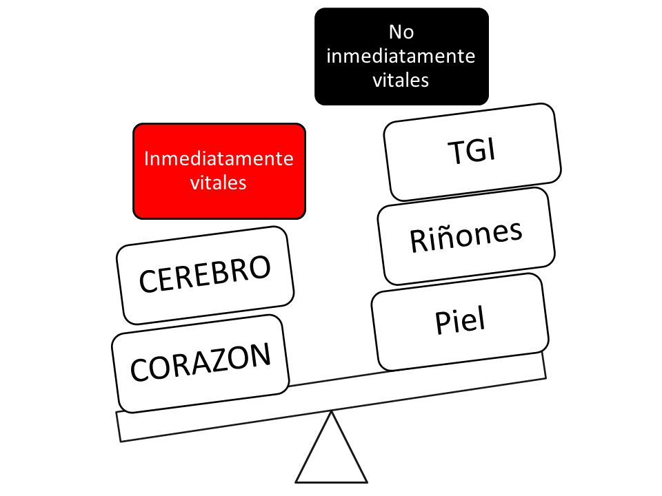 Inmediatamente vitales CORAZON CEREBRO No inmediatamente vitales Piel