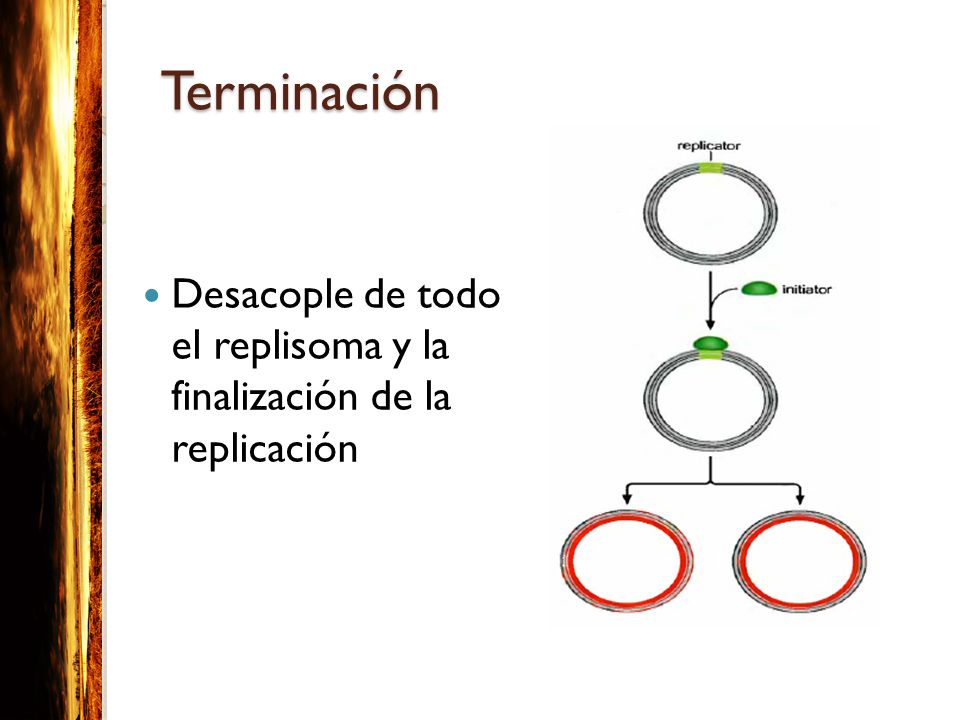 Terminación Desacople de todo el replisoma y la finalización de la replicación