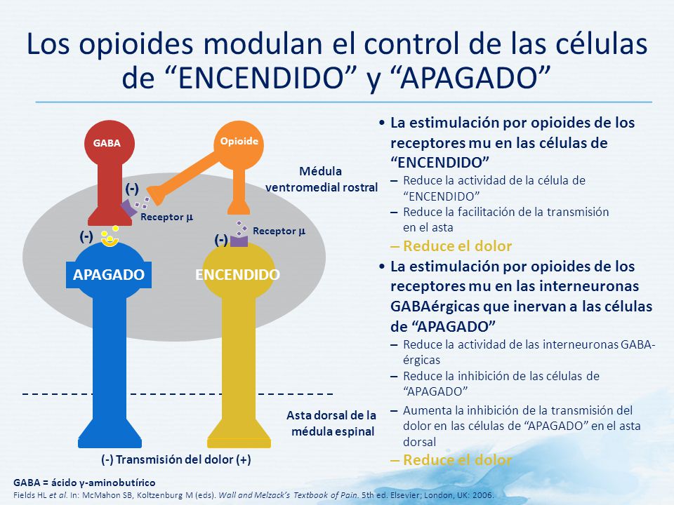 Los opioides modulan el control de las células de ENCENDIDO y APAGADO