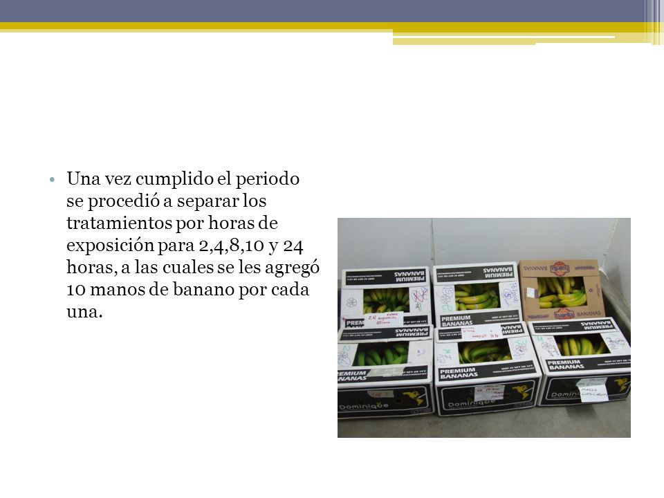 Una vez cumplido el periodo se procedió a separar los tratamientos por horas de exposición para 2,4,8,10 y 24 horas, a las cuales se les agregó 10 manos de banano por cada una.
