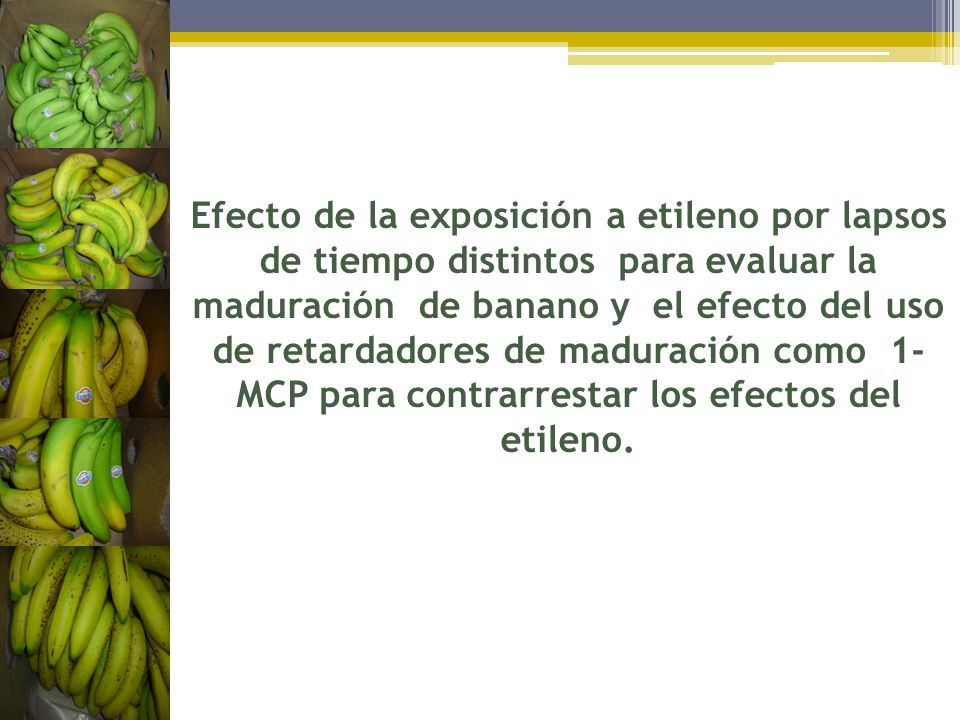 Efecto de la exposición a etileno por lapsos de tiempo distintos para evaluar la maduración de banano y el efecto del uso de retardadores de maduración como 1-MCP para contrarrestar los efectos del etileno.