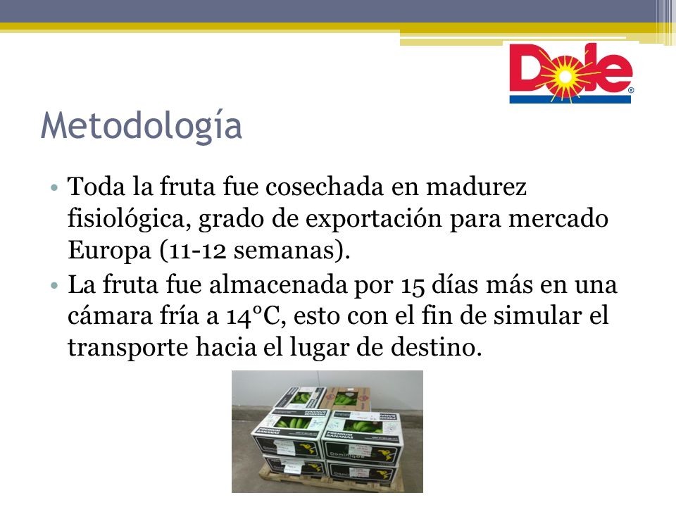 Metodología Toda la fruta fue cosechada en madurez fisiológica, grado de exportación para mercado Europa (11-12 semanas).
