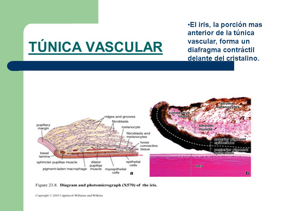 El iris, la porción mas anterior de la túnica vascular, forma un diafragma contráctil delante del cristalino.