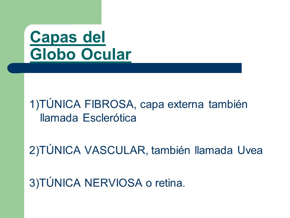Capas del Globo Ocular 1)TÚNICA FIBROSA, capa externa también llamada Esclerótica. 2)TÚNICA VASCULAR, también llamada Uvea.