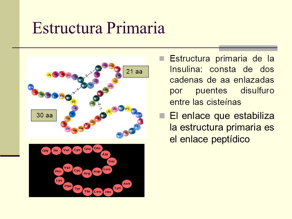 Estructura Primaria Estructura primaria de la Insulina: consta de dos cadenas de aa enlazadas por puentes disulfuro entre las cisteínas.