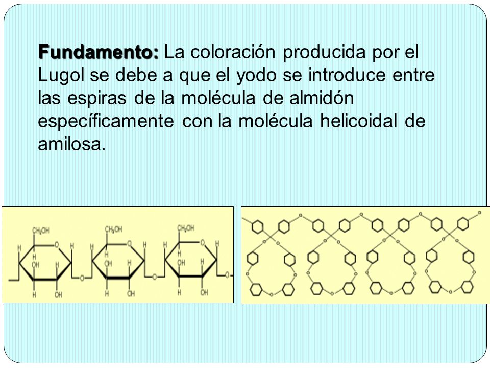 Fundamento: La coloración producida por el Lugol se debe a que el yodo se introduce entre las espiras de la molécula de almidón específicamente con la molécula helicoidal de amilosa.