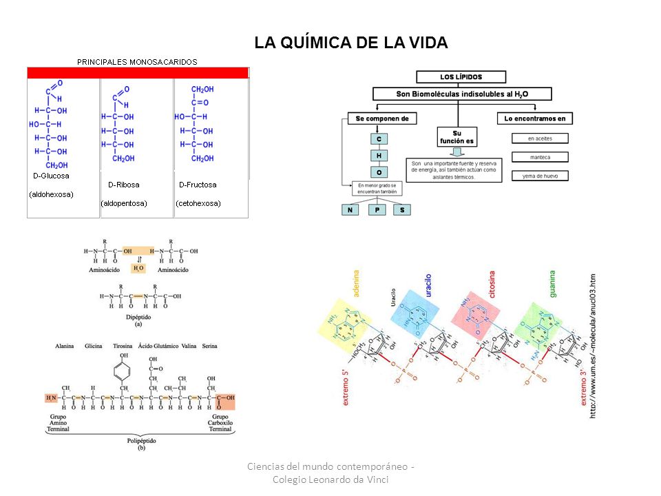 Ciencias del mundo contemporáneo - Colegio Leonardo da Vinci