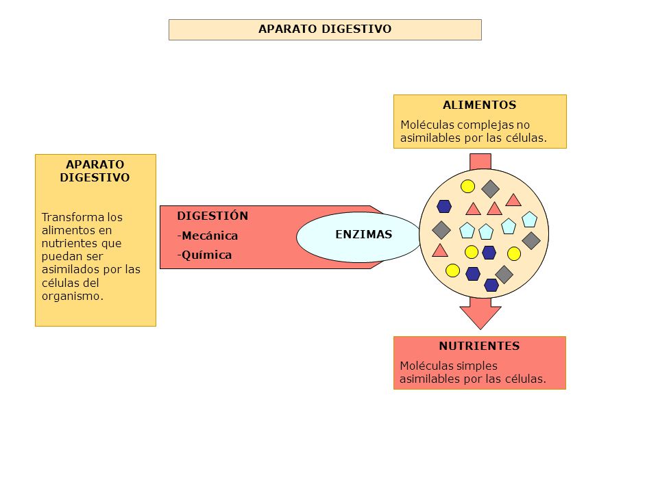APARATO DIGESTIVO ALIMENTOS. Moléculas complejas no asimilables por las células. APARATO DIGESTIVO.
