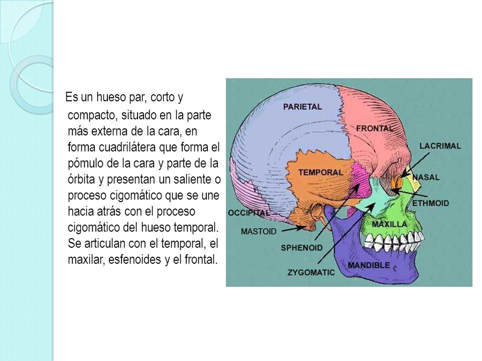 Es un hueso par, corto y compacto, situado en la parte más externa de la cara, en forma cuadrilátera que forma el pómulo de la cara y parte de la órbita y presentan un saliente o proceso cigomático que se une hacia atrás con el proceso cigomático del hueso temporal.