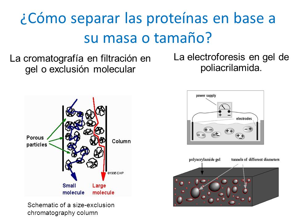 ¿Cómo separar las proteínas en base a su masa o tamaño