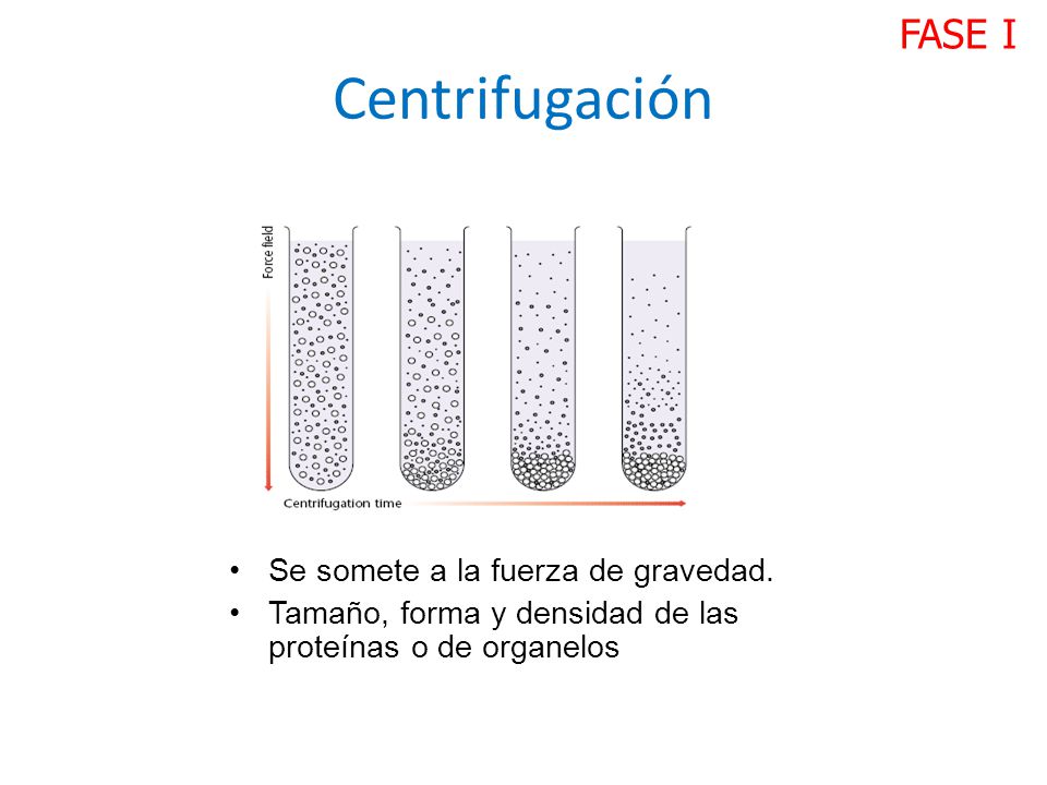 Centrifugación FASE I Se somete a la fuerza de gravedad.