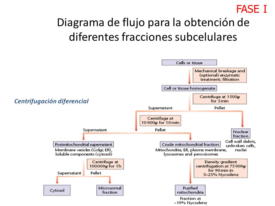 FASE I Diagrama de flujo para la obtención de diferentes fracciones subcelulares.