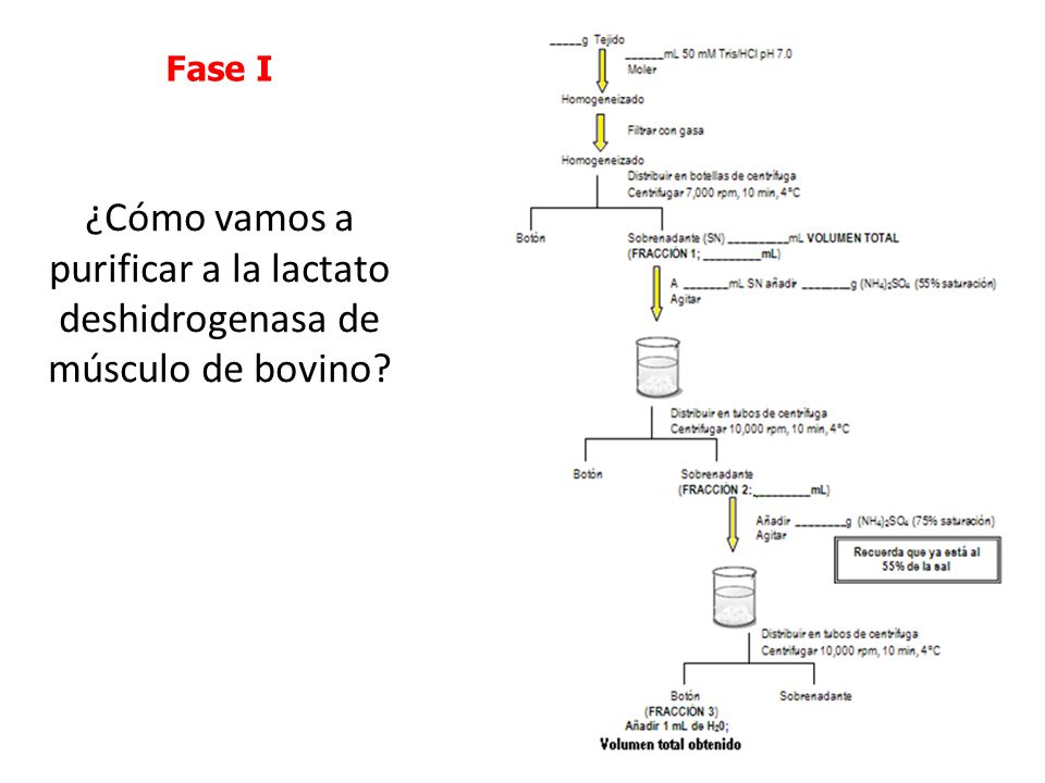 Fase I ¿Cómo vamos a purificar a la lactato deshidrogenasa de músculo de bovino