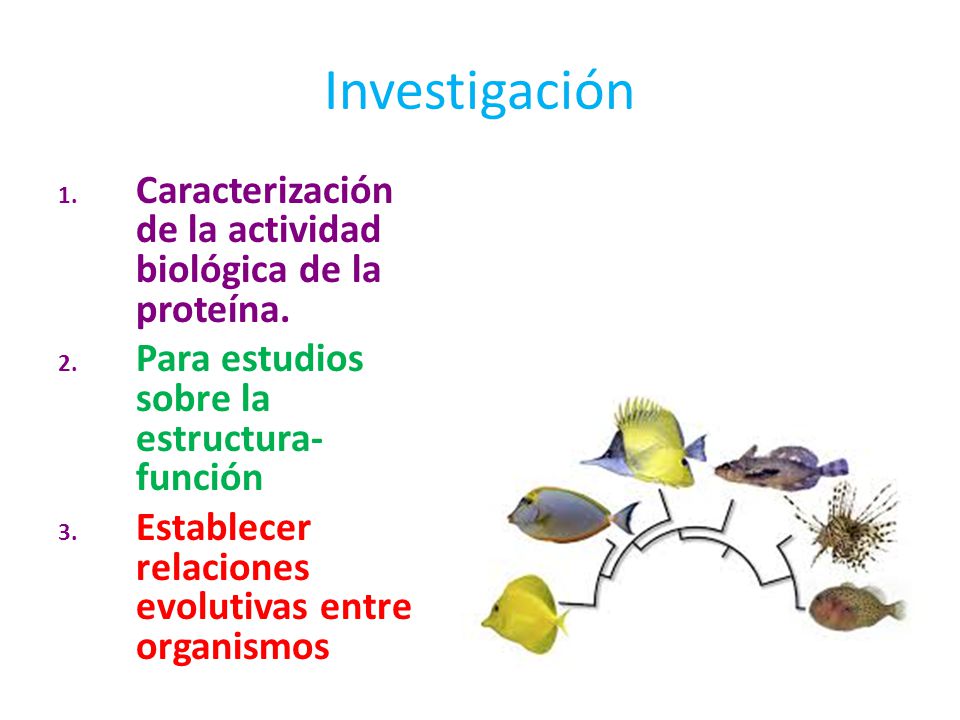 Investigación Caracterización de la actividad biológica de la proteína. Para estudios sobre la estructura-función.