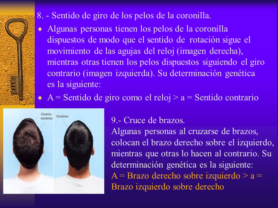8. - Sentido de giro de los pelos de la coronilla.