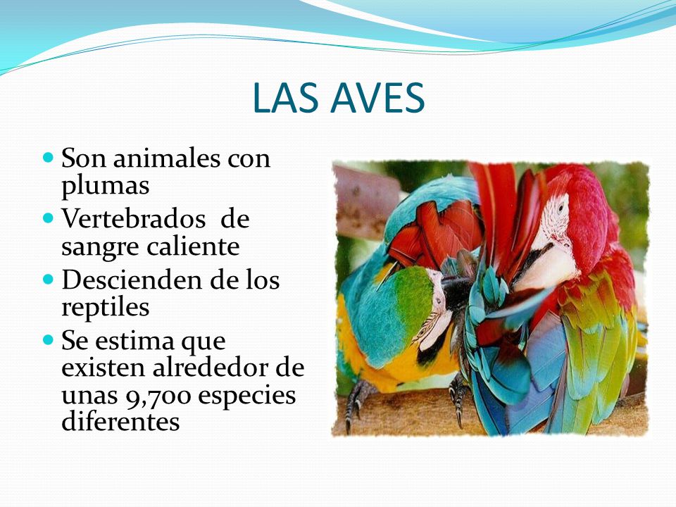 LAS AVES Son animales con plumas Vertebrados de sangre caliente