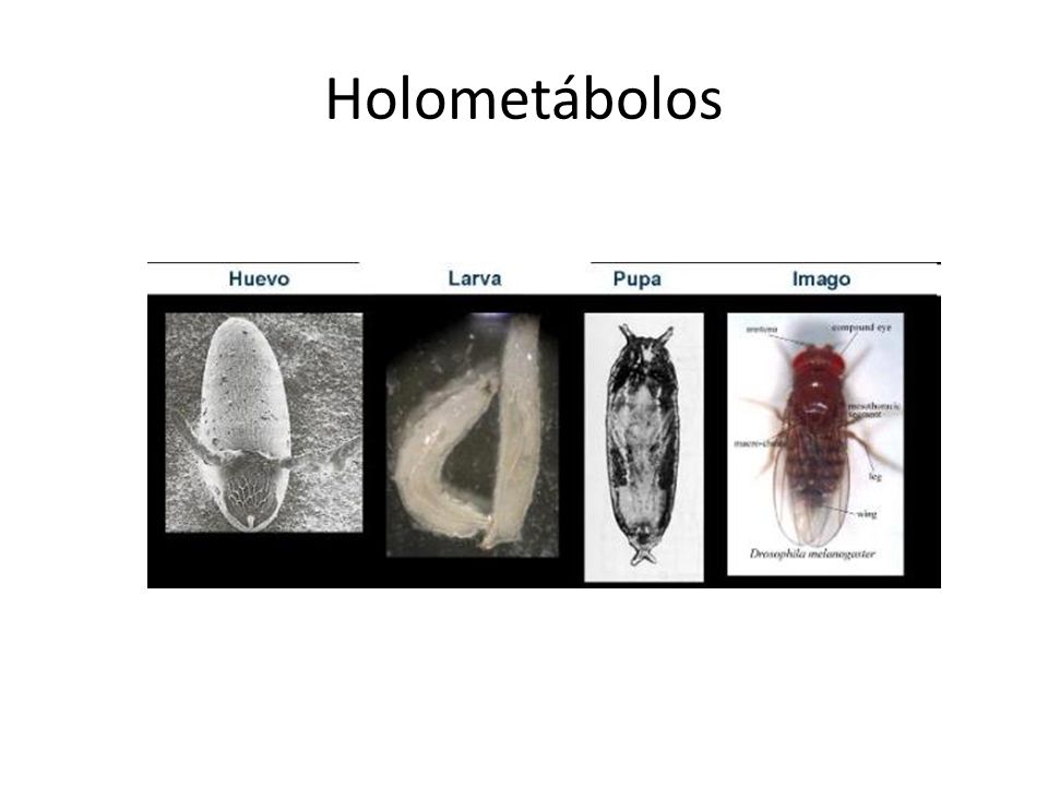 Holometábolos