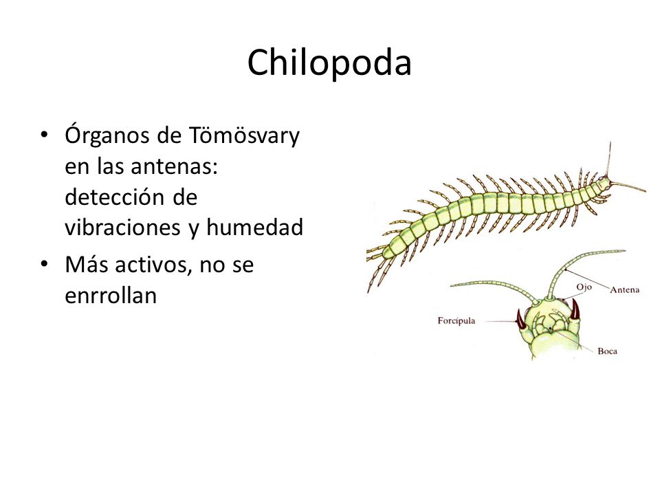 Chilopoda Órganos de Tömösvary en las antenas: detección de vibraciones y humedad.
