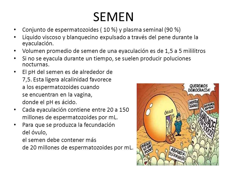 SEMEN Conjunto de espermatozoides ( 10 %) y plasma seminal (90 %)