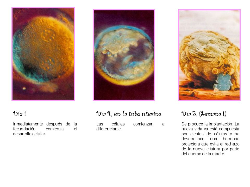 Día 1 Día 4, en la tuba uterina Día 5, (Semana 1)