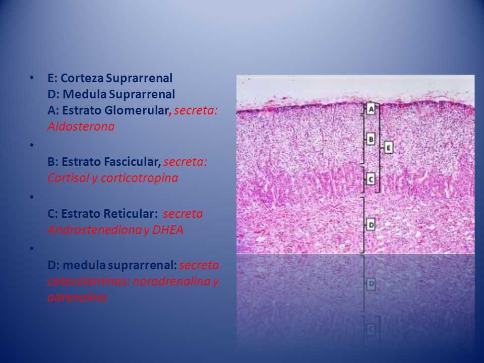E: Corteza Suprarrenal D: Medula Suprarrenal A: Estrato Glomerular, secreta: Aldosterona