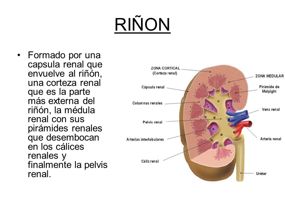 como esta compuesto el sistema urinario en el ser humano