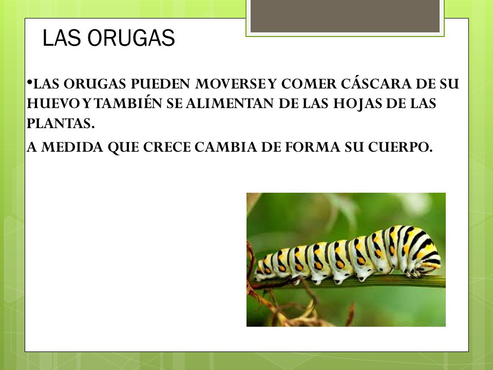 LAS ORUGAS •LAS ORUGAS PUEDEN MOVERSE Y COMER CÁSCARA DE SU HUEVO Y TAMBIÉN SE ALIMENTAN DE LAS HOJAS DE LAS PLANTAS.