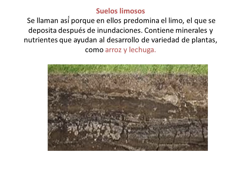 Suelos limosos Se llaman así́ porque en ellos predomina el limo, el que se deposita después de inundaciones.