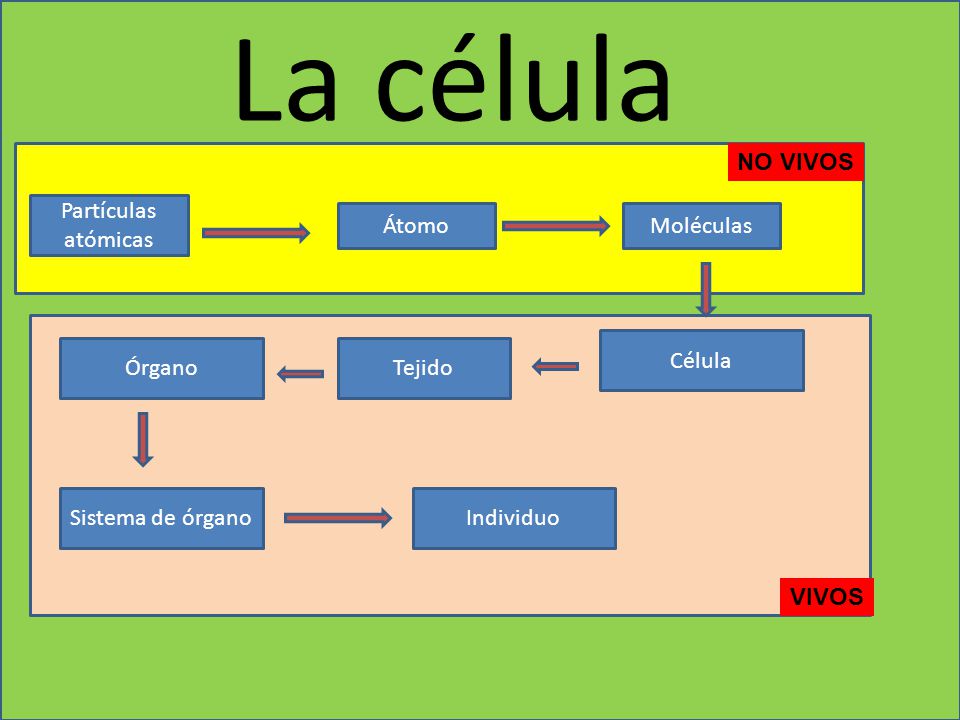 La célula NO VIVOS Partículas atómicas Átomo Moléculas Célula Órgano