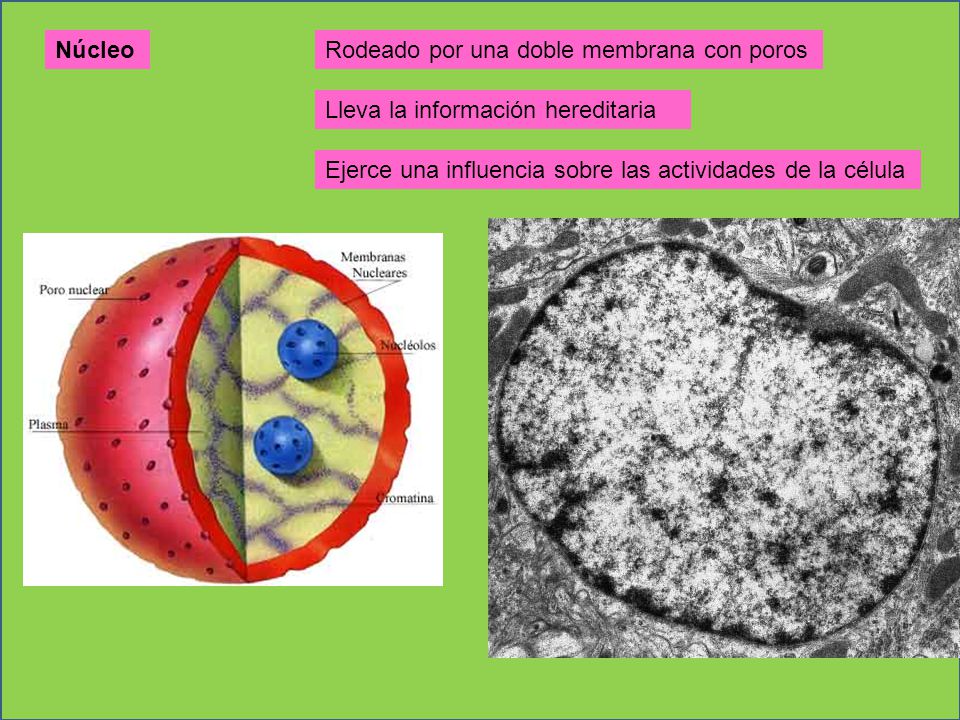 Núcleo Rodeado por una doble membrana con poros. Lleva la información hereditaria.