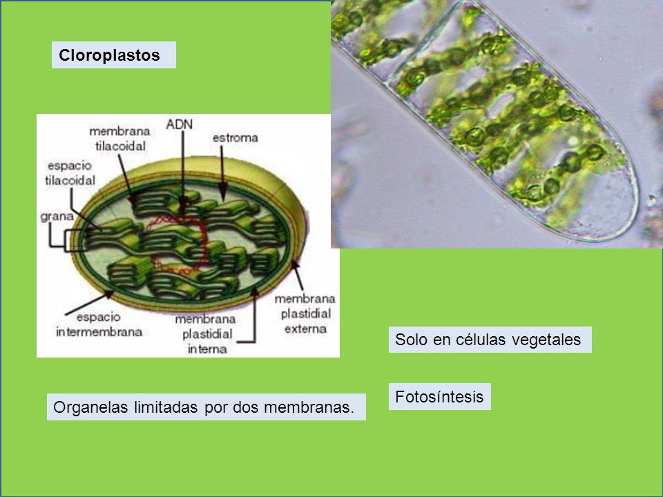 Cloroplastos Solo en células vegetales Fotosíntesis Organelas limitadas por dos membranas.