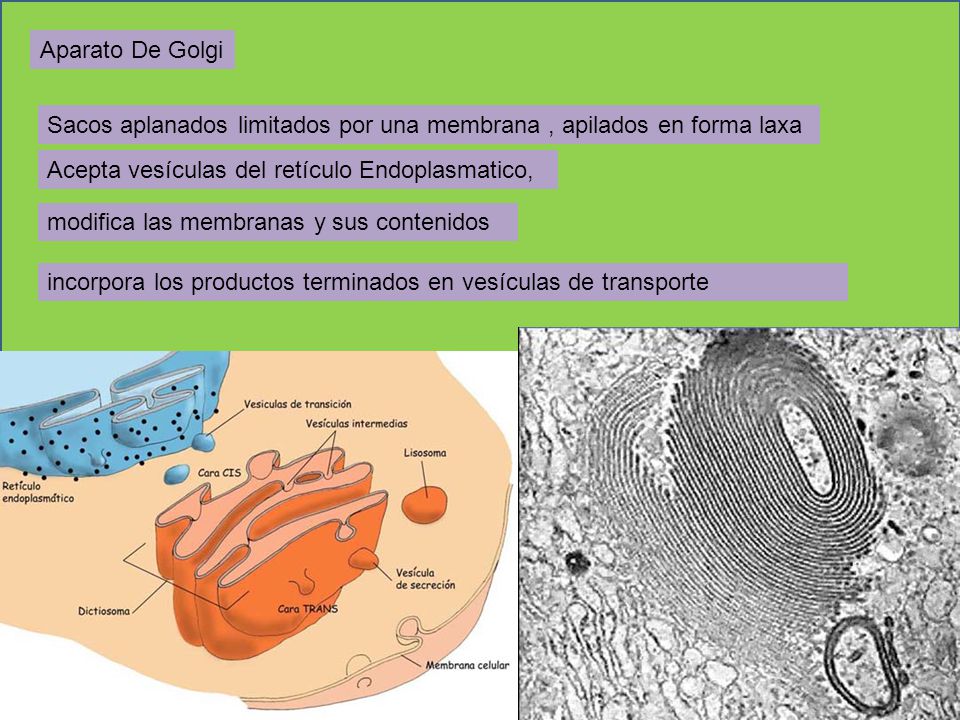 Aparato De Golgi Sacos aplanados limitados por una membrana , apilados en forma laxa. Acepta vesículas del retículo Endoplasmatico,