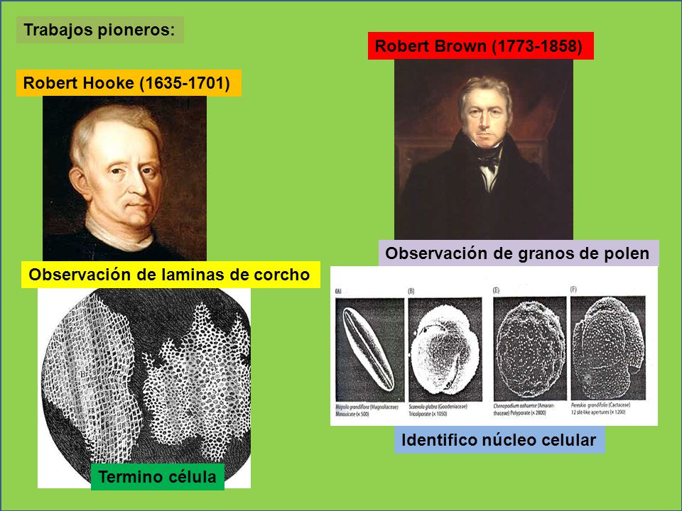 Trabajos pioneros: Robert Brown ( ) Robert Hooke ( ) Observación de granos de polen.