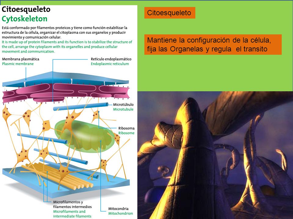 Citoesqueleto Mantiene la configuración de la célula, fija las Organelas y regula el transito