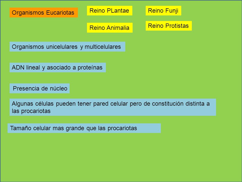 Reino PLantae Reino Funji. Organismos Eucariotas. Reino Protistas. Reino Animalia. Organismos unicelulares y multicelulares.