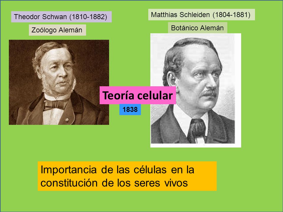 Teoría celular Importancia de las células en la