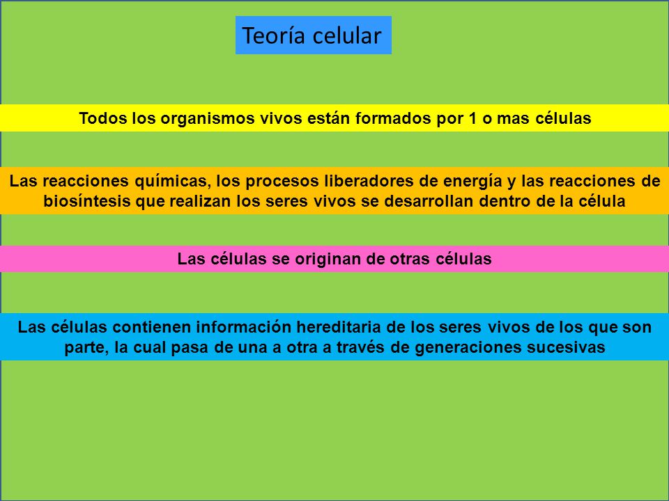 Teoría celular Todos los organismos vivos están formados por 1 o mas células.