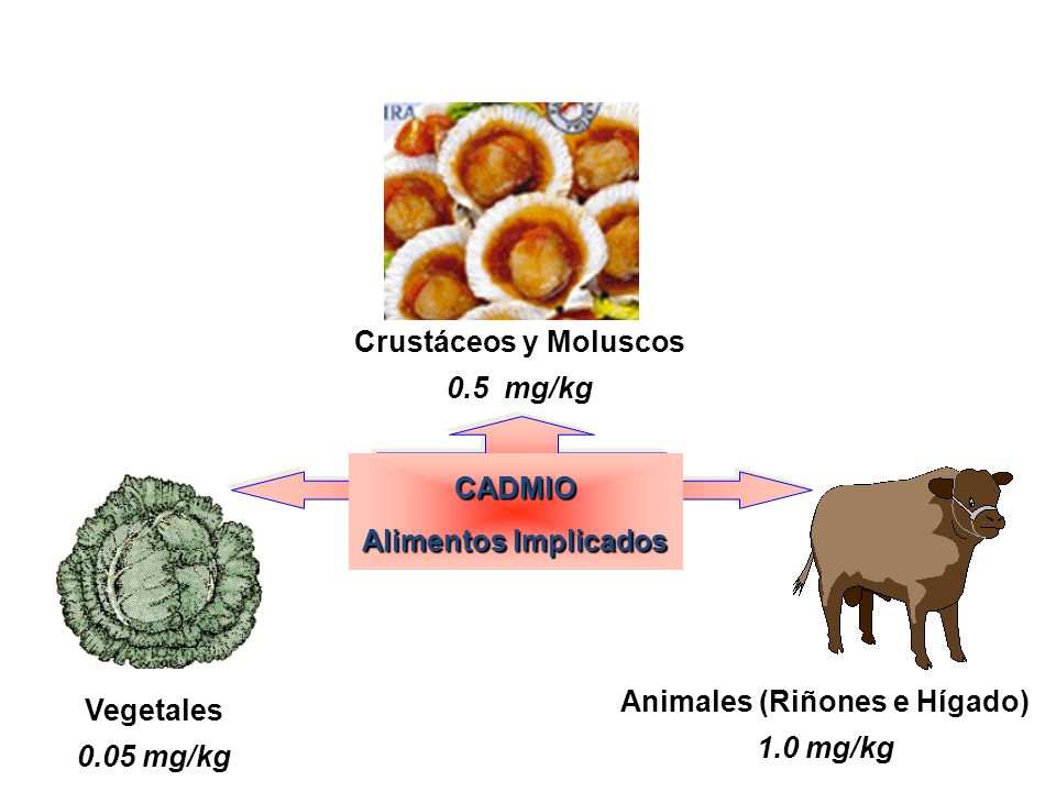 Animales (Riñones e Hígado)