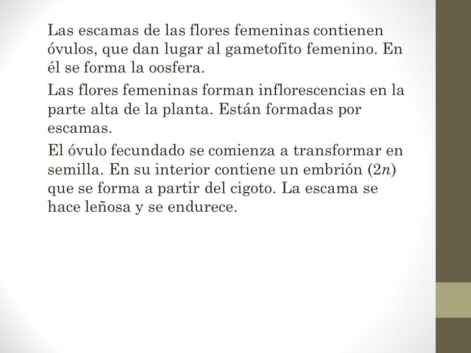 Las escamas de las flores femeninas contienen óvulos, que dan lugar al gametofito femenino. En él se forma la oosfera.