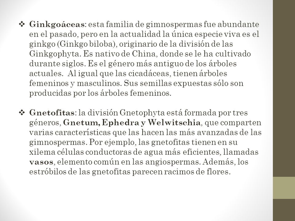 Ginkgoáceas: esta familia de gimnospermas fue abundante en el pasado, pero en la actualidad la única especie viva es el ginkgo (Ginkgo biloba), originario de la división de las Ginkgophyta. Es nativo de China, donde se le ha cultivado durante siglos. Es el género más antiguo de los árboles actuales. Al igual que las cicadáceas, tienen árboles femeninos y masculinos. Sus semillas expuestas sólo son producidas por los árboles femeninos.