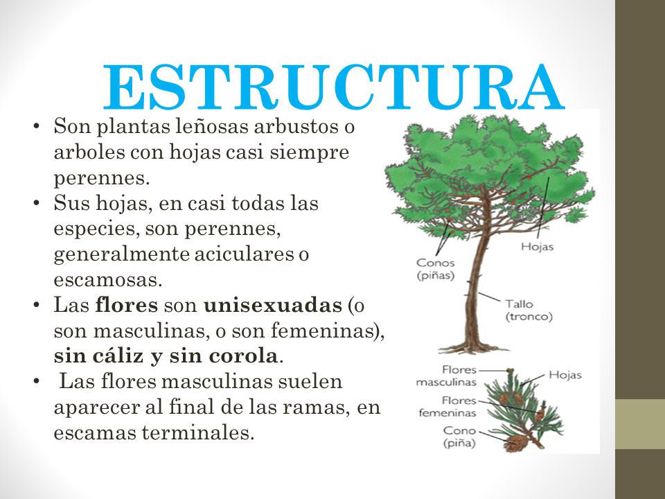 ESTRUCTURA Son plantas leñosas arbustos o arboles con hojas casi siempre perennes.
